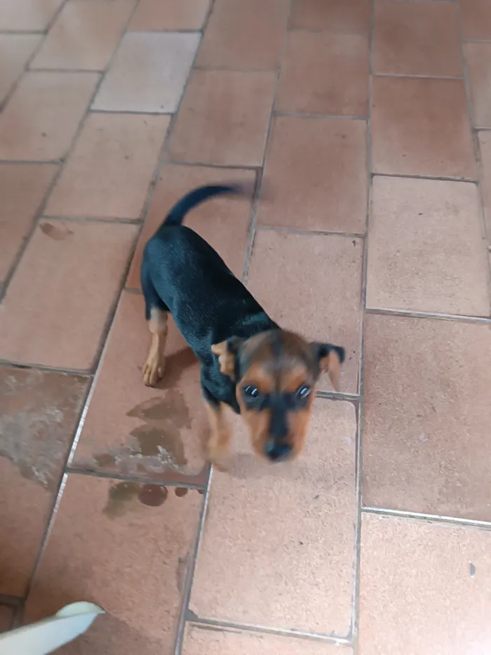 Cachorro raça SRD-ViraLata idade Abaixo de 2 meses nome Sem nome 