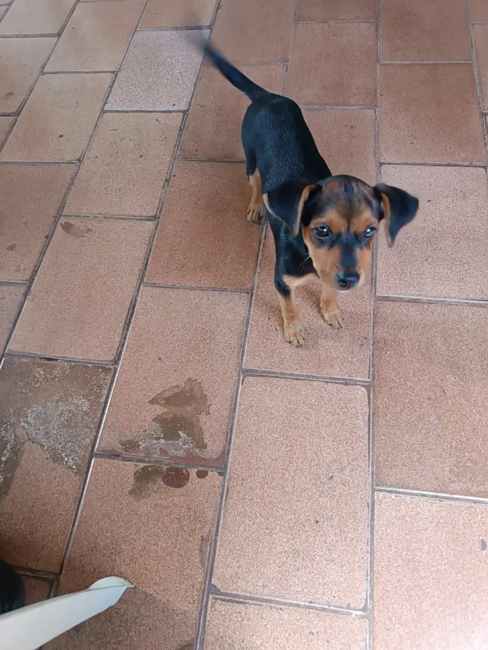 Cachorro raça SRD-ViraLata idade Abaixo de 2 meses nome Sem nome 