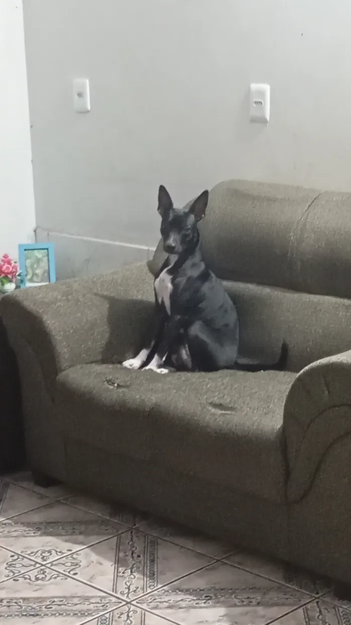 Cachorro raça SRD-ViraLata idade 7 a 11 meses nome Bela