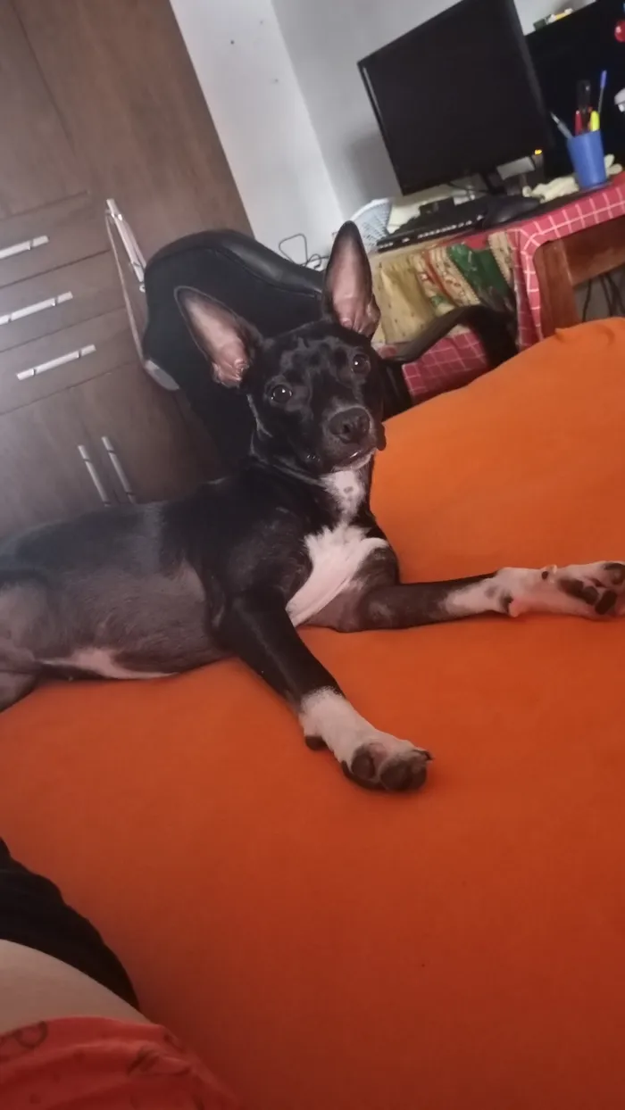 Cachorro raça SRD-ViraLata idade 7 a 11 meses nome Bela