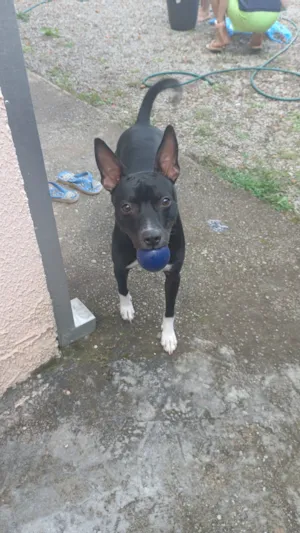 Cachorro raça SRD-ViraLata idade 7 a 11 meses nome Bela