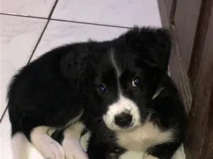 Cachorro raça SRD-ViraLata idade 2 a 6 meses nome Amora