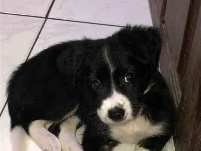 Cachorro raça SRD-ViraLata idade 2 a 6 meses nome Amora