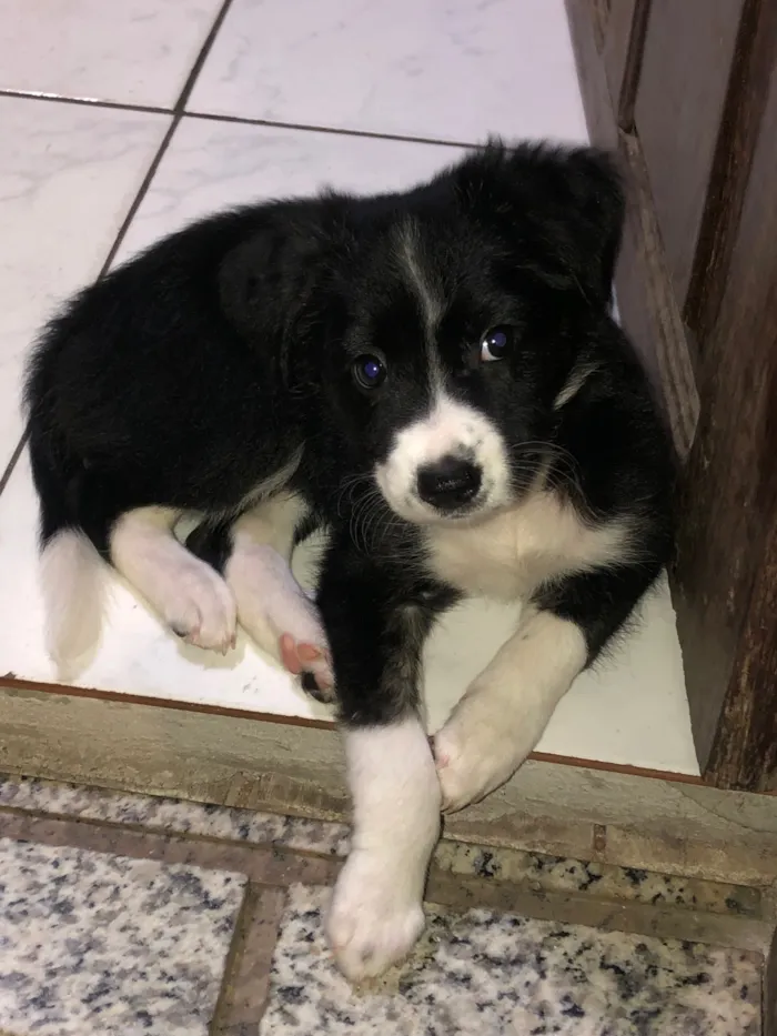Cachorro raça SRD-ViraLata idade 2 a 6 meses nome Amora