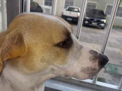 Cachorro raça SRD-ViraLata idade 1 ano nome Mark