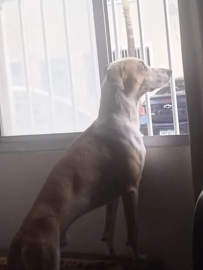 Cachorro raça SRD-ViraLata idade 1 ano nome Mark