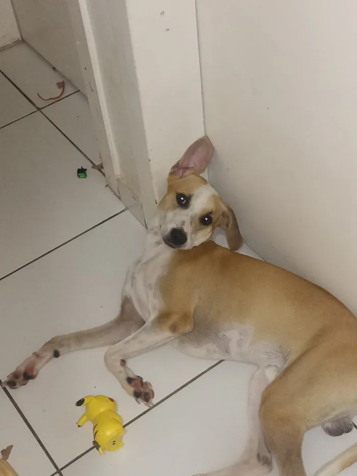 Cachorro raça SRD-ViraLata idade 1 ano nome Mark