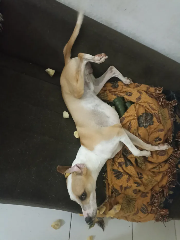 Cachorro raça SRD-ViraLata idade 1 ano nome Mark