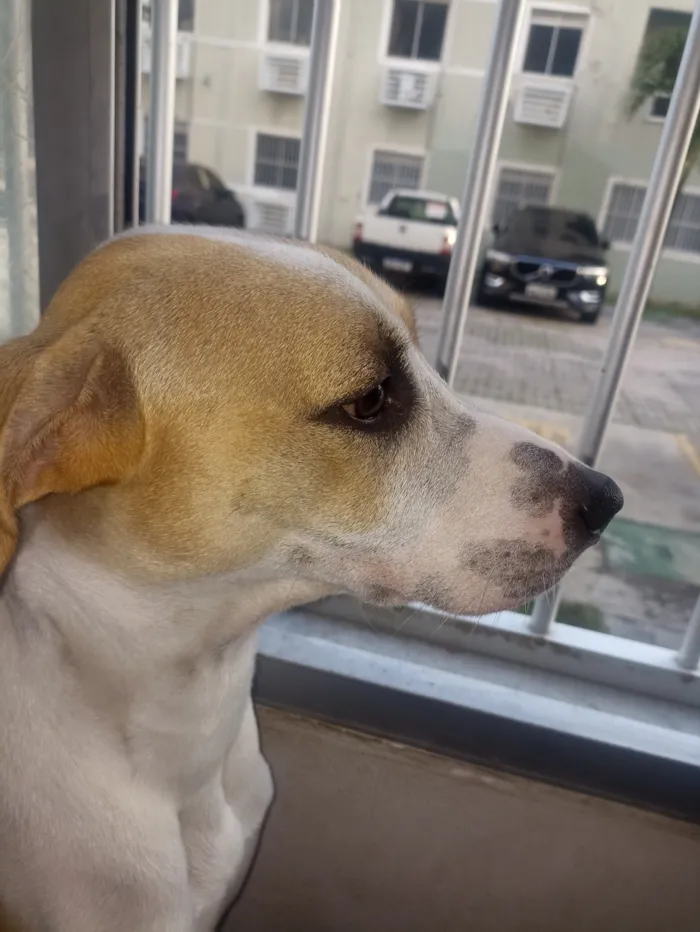 Cachorro raça SRD-ViraLata idade 1 ano nome Mark