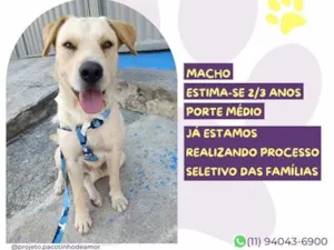 Cachorro raça SRD-ViraLata idade 2 anos nome Belo