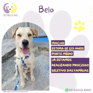 Cachorro raça SRD-ViraLata idade 2 anos nome Belo