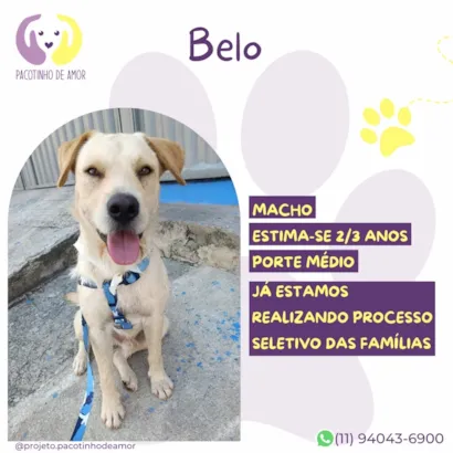 Cachorro raça SRD-ViraLata idade 2 anos nome Belo