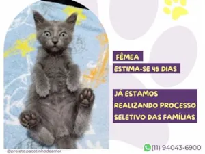 Gato raça SRD-ViraLata idade 2 a 6 meses nome Malu