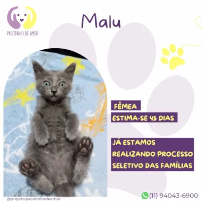 Gato raça SRD-ViraLata idade 2 a 6 meses nome Malu