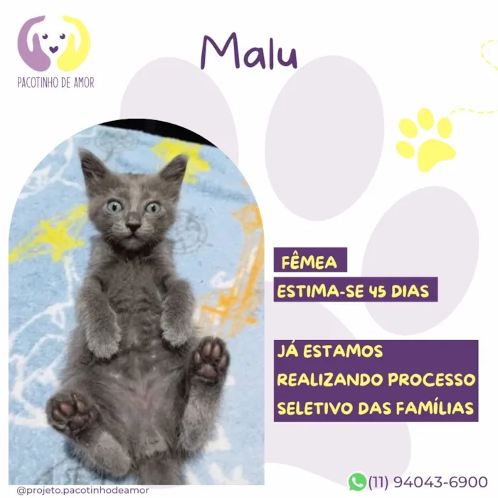 Gato raça SRD-ViraLata idade 2 a 6 meses nome Malu