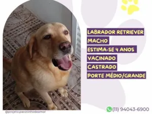 Cachorro raça SRD-ViraLata idade 4 anos nome Brutus