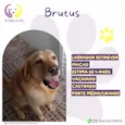 Brutus