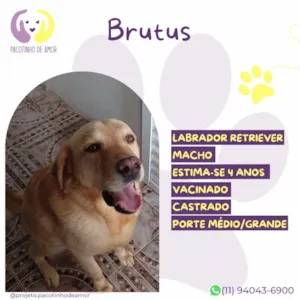 Cachorro raça SRD-ViraLata idade 4 anos nome Brutus