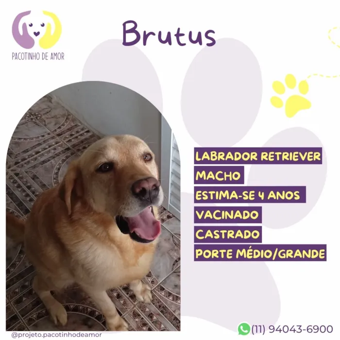 Cachorro raça SRD-ViraLata idade 4 anos nome Brutus