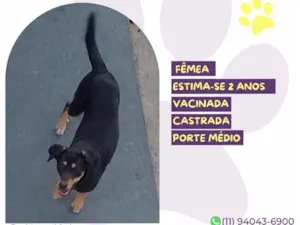 Cachorro raça SRD-ViraLata idade 2 anos nome Moana