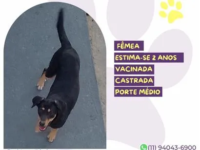 Cachorro raça SRD-ViraLata idade 2 anos nome Moana