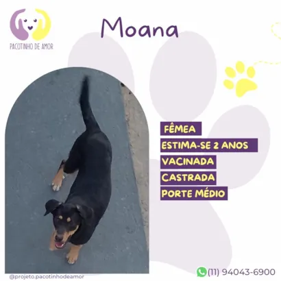 Cachorro raça SRD-ViraLata idade 2 anos nome Moana