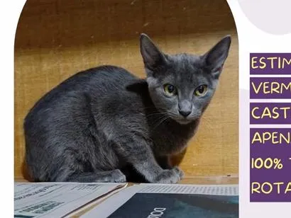 Gato raça SRD-ViraLata idade 2 a 6 meses nome Marvie