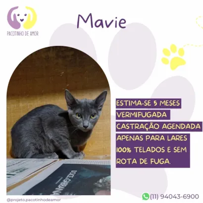 Gato raça SRD-ViraLata idade 2 a 6 meses nome Marvie