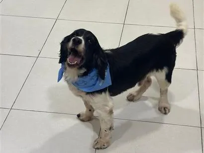 Cachorro raça Cocker idade 6 ou mais anos nome Mio