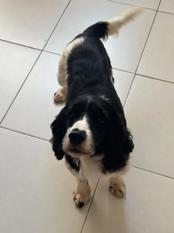 Cachorro raça Cocker idade 6 ou mais anos nome Mio