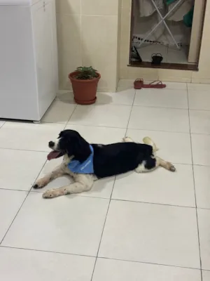 Cachorro raça Cocker idade 6 ou mais anos nome Mio