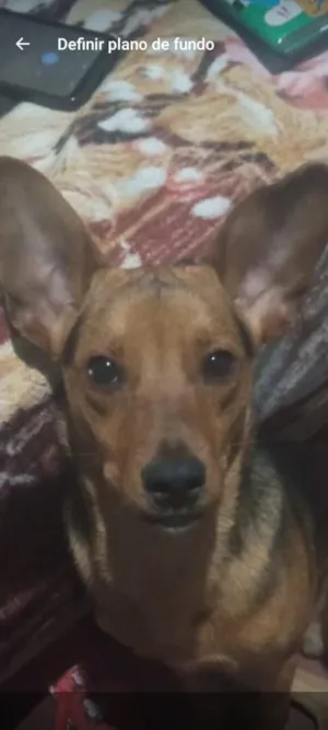 Cachorro raça SRD-ViraLata idade 1 ano nome bolinha