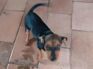 Cachorro raça SRD-ViraLata idade Abaixo de 2 meses nome Sem nome 
