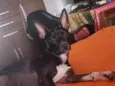 Bela