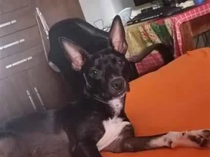 Cachorro raça SRD-ViraLata idade 7 a 11 meses nome Bela