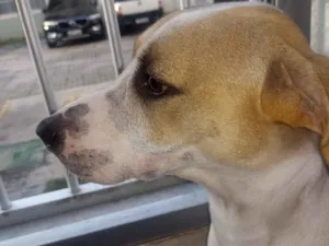 Cachorro raça SRD-ViraLata idade 1 ano nome Mark