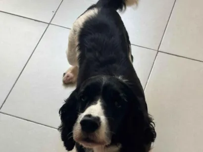 Cachorro raça Cocker idade 6 ou mais anos nome Mio