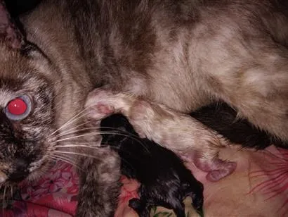 Gato raça SRD-ViraLata idade Abaixo de 2 meses nome eles não tem nome acabarão de nascer