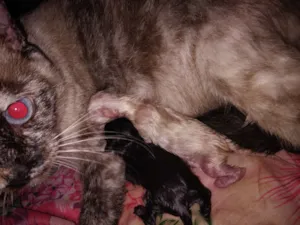 Gato raça SRD-ViraLata idade Abaixo de 2 meses nome eles não tem nome acabarão de nascer