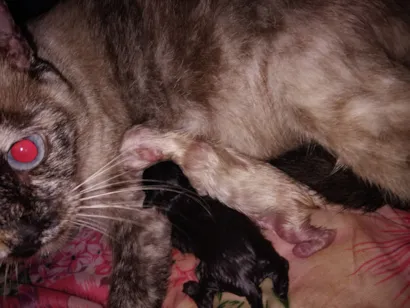 Gato raça SRD-ViraLata idade Abaixo de 2 meses nome eles não tem nome acabarão de nascer