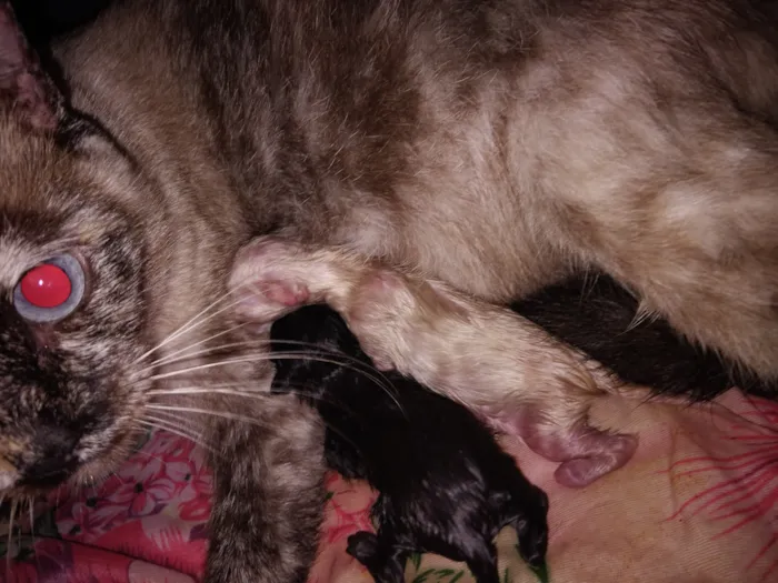 Gato raça SRD-ViraLata idade Abaixo de 2 meses nome eles não tem nome acabarão de nascer