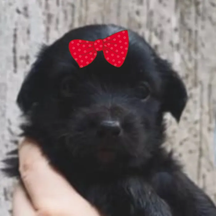 Cachorro raça SRD-ViraLata idade 2 a 6 meses nome Duda 