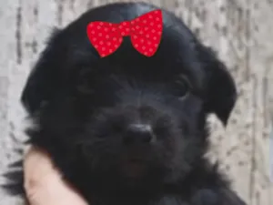 Cachorro raça SRD-ViraLata idade 2 a 6 meses nome Duda 