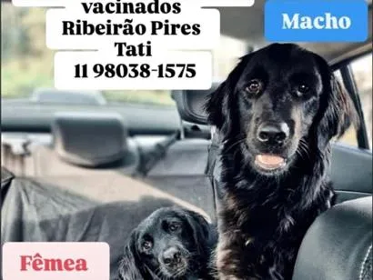Cachorro raça SRD-ViraLata idade 3 anos nome Adônis e Athena 