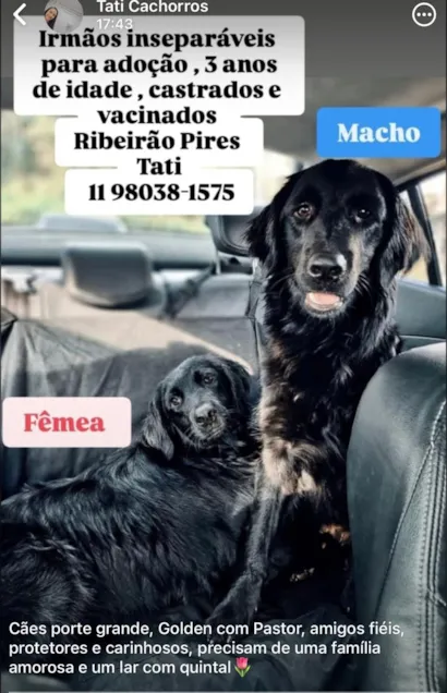 Cachorro raça SRD-ViraLata idade 3 anos nome Adônis e Athena 