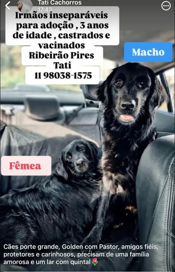 Cachorro raça SRD-ViraLata idade 3 anos nome Adônis e Athena 