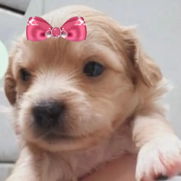 Cachorro raça SRD-ViraLata idade 2 a 6 meses nome Sofia 