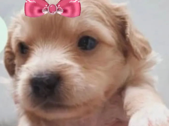 Cachorro raça SRD-ViraLata idade 2 a 6 meses nome Sofia 