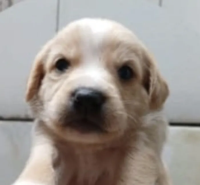 Cachorro raça SRD-ViraLata idade 2 a 6 meses nome Apolo 