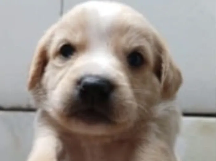 Cachorro raça SRD-ViraLata idade 2 a 6 meses nome Apolo 